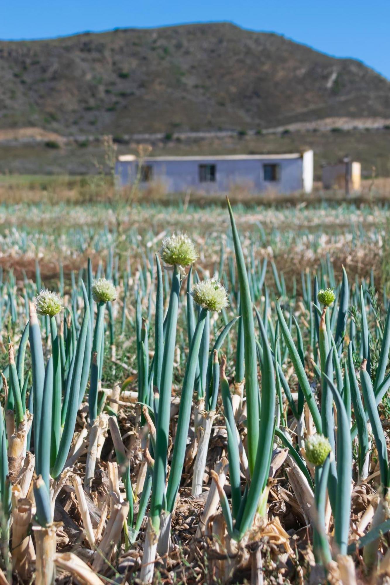 Blue Cow Barn - Boutique Farm Guest House Barrydale Eksteriør bilde